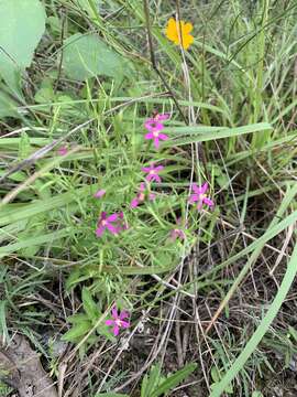 Image of Lady Bird's centaury