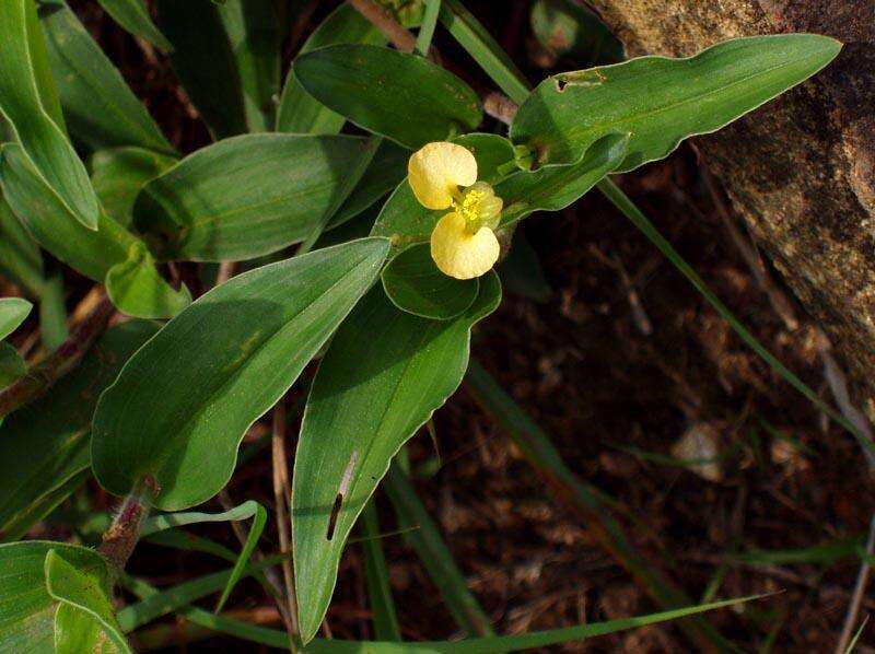 Imagem de Commelina africana L.