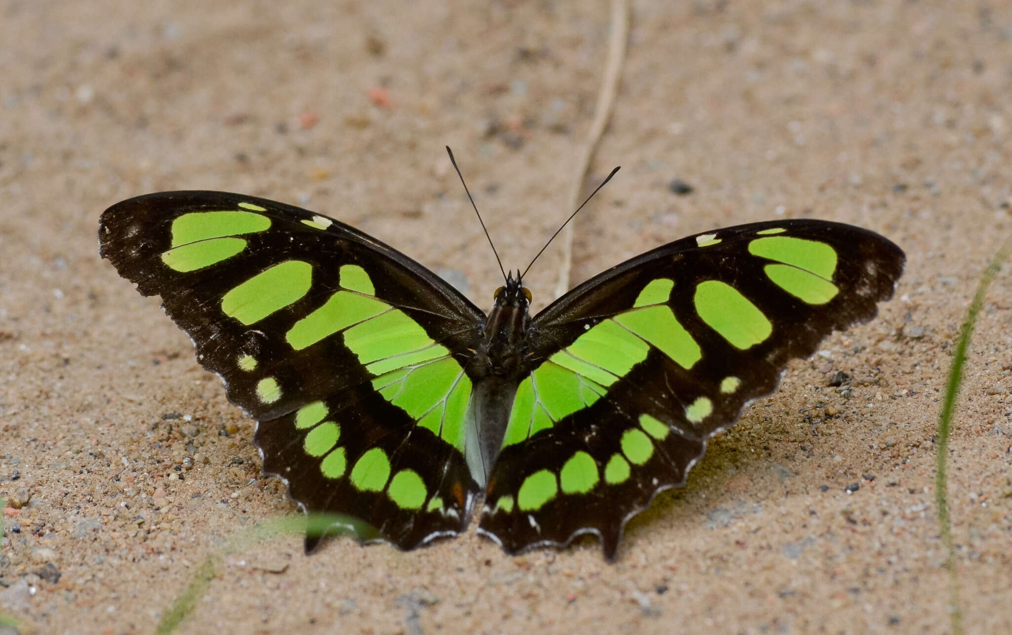 Image of Siproeta stelenes meridionalis (Fruhstorfer 1909)