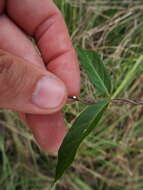 Image of Climbing-Dogbane