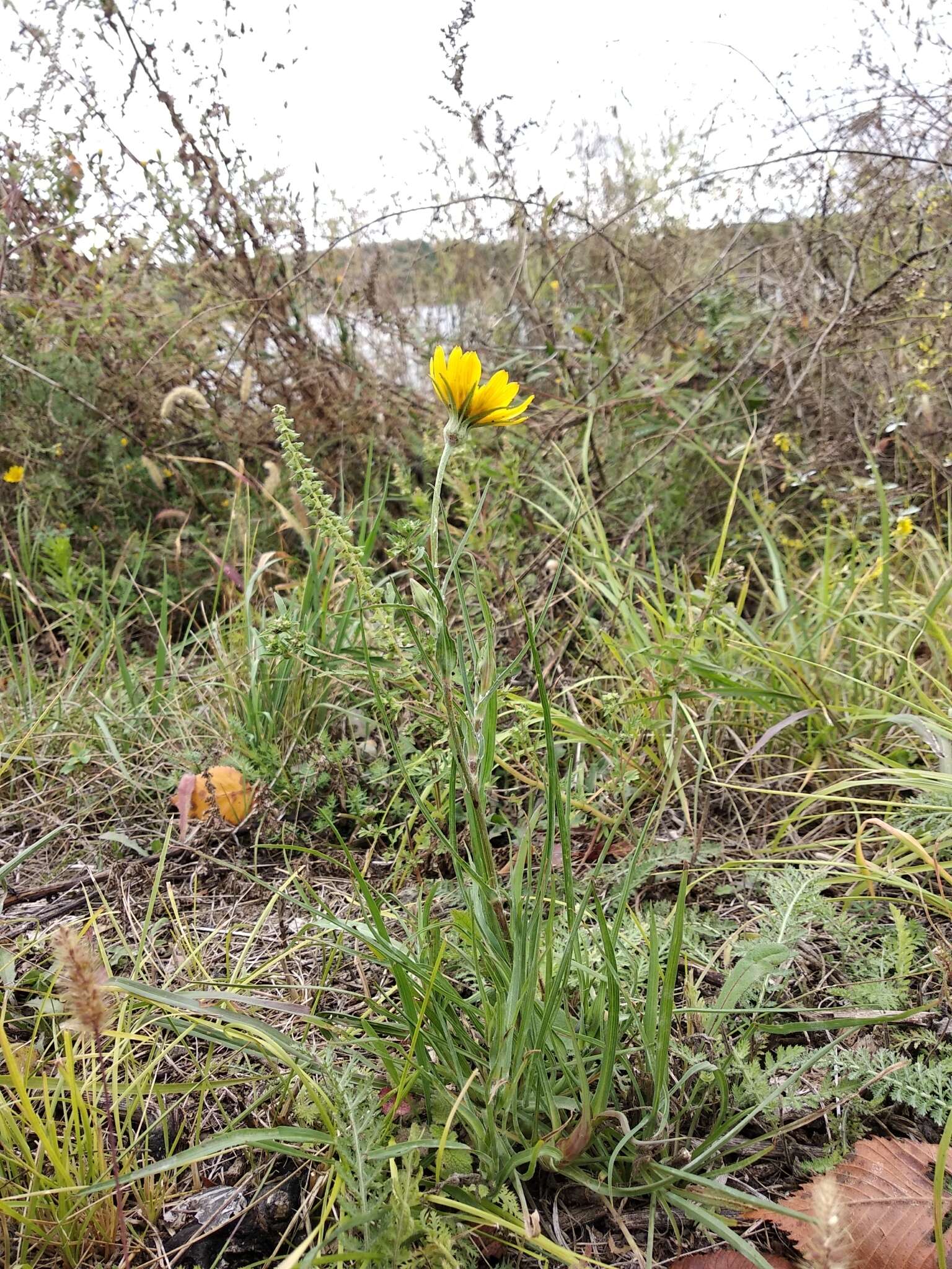 Image of Tragopogon dasyrhynchus Artemczuk