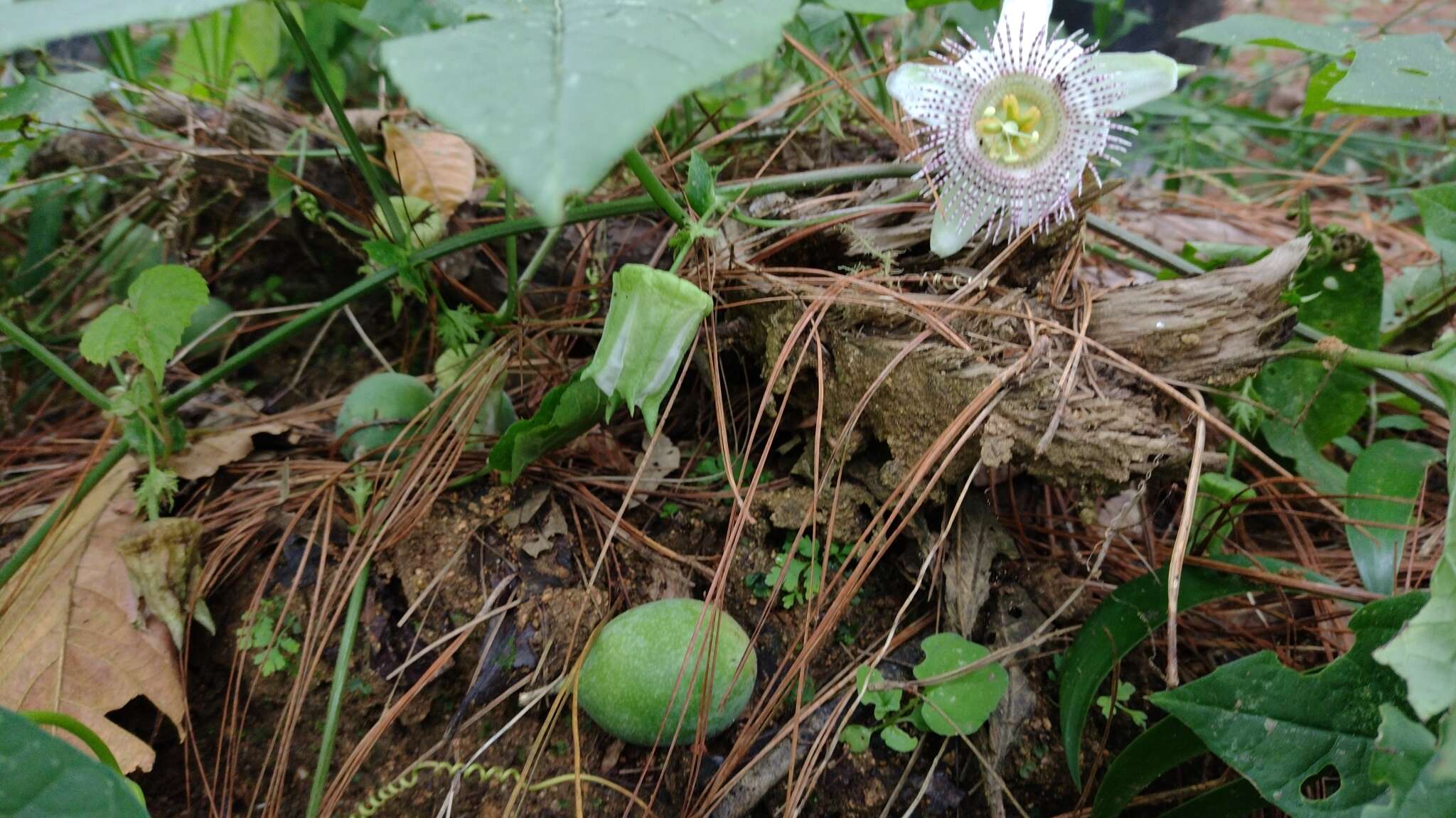 Image of Passiflora adenopoda