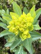 Image of Euphorbia austriaca A. Kern.