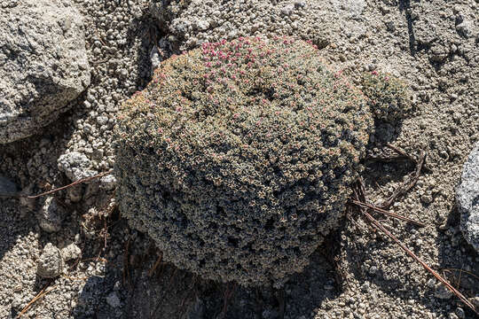 Imagem de Eriogonum ovalifolium var. eximium (Tidestrom) J. T. Howell