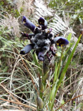 Image of Puya lineata Mez