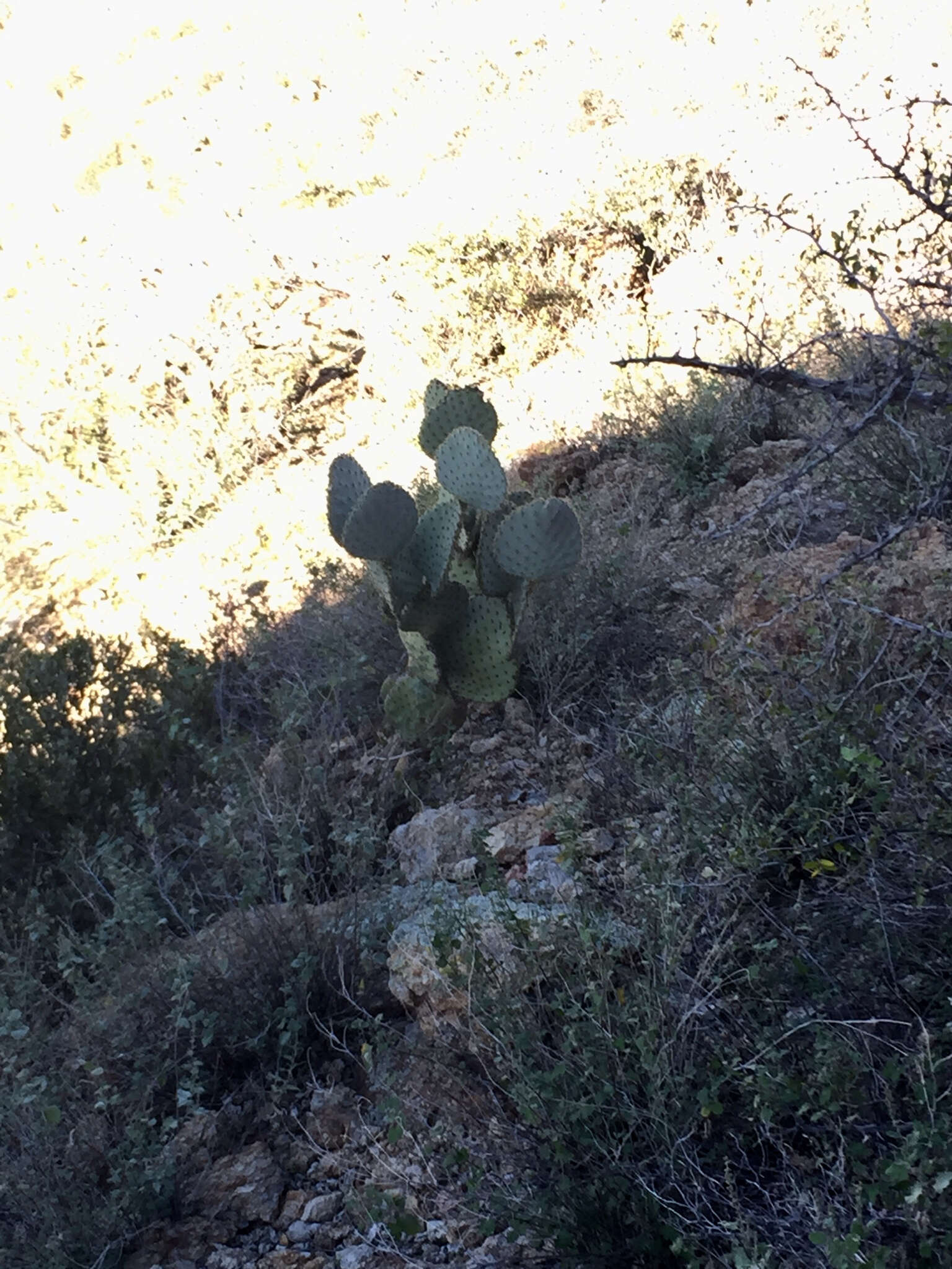 Image of Dollar-joint Prickly-pear