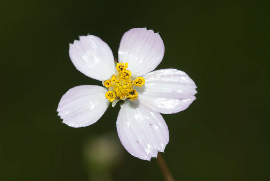 Image of Cosmos landii var. achalconensis T. E. Melchert