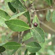 Image of large gallberry