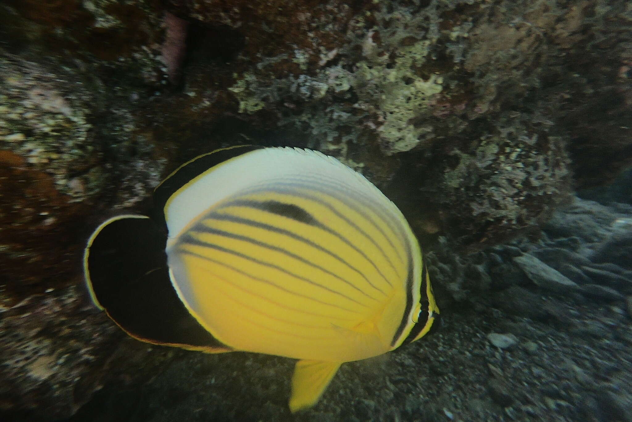 Image of Blacktail Butterflyfish