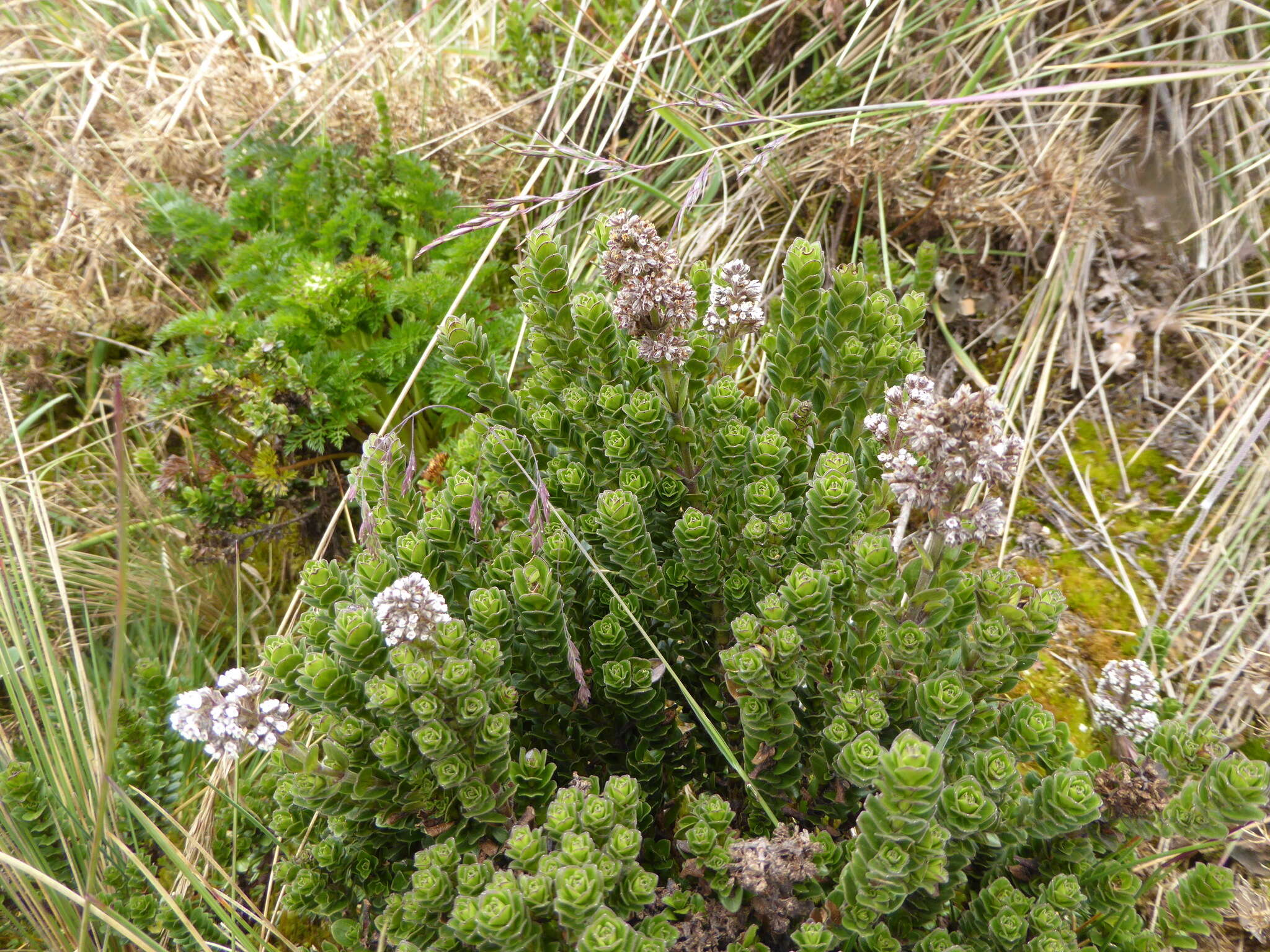 Imagem de Valeriana microphylla Kunth