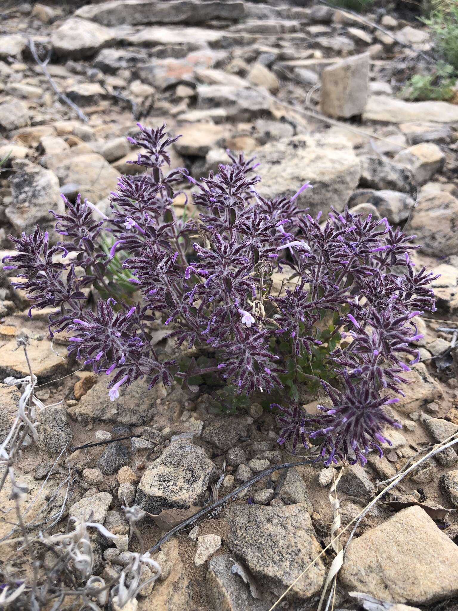 Plancia ëd Hedeoma costata var. pulchella (Greene) R. S. Irving