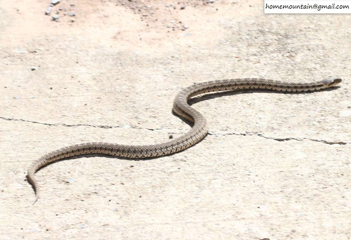 Image of Pere David's Rat Snake