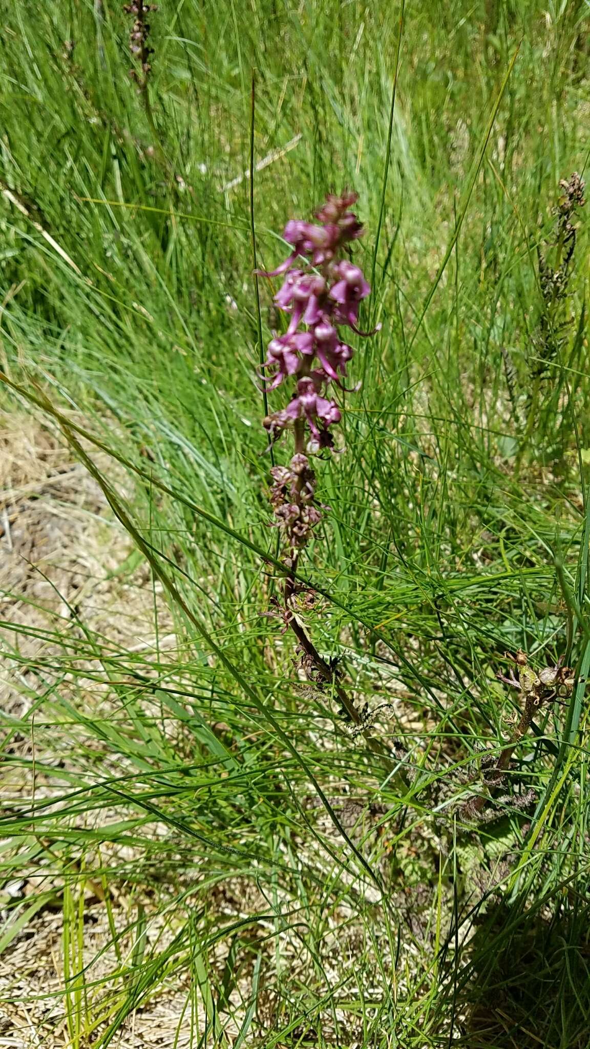 Image of elephanthead lousewort