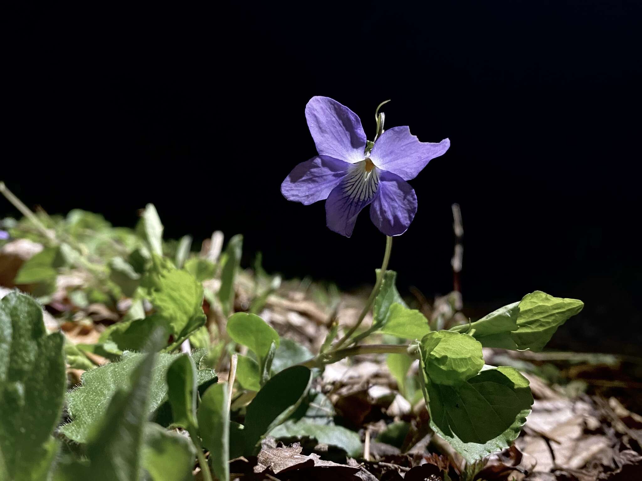 Image of Viola kusanoana Makino