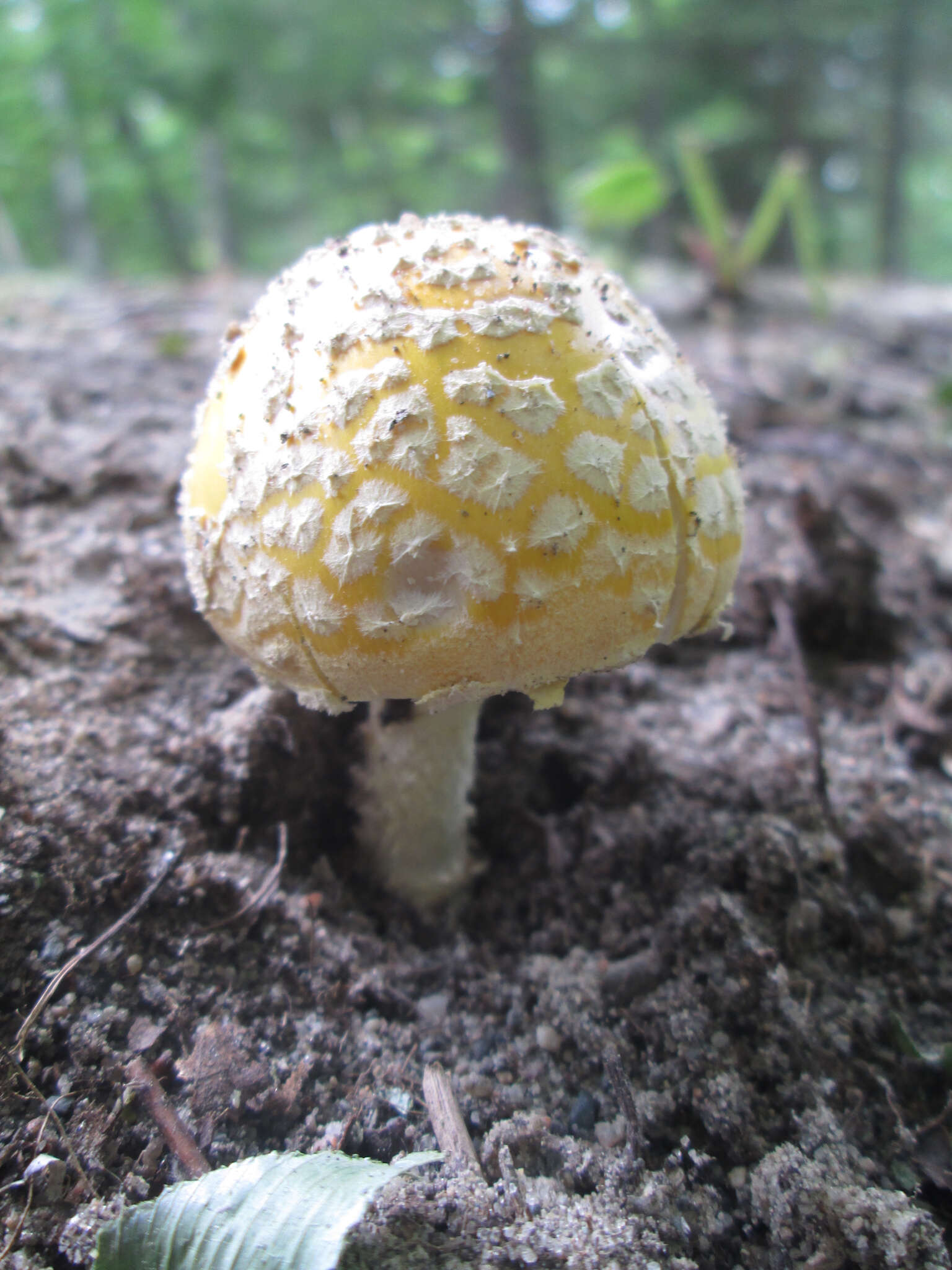 Image of Amanita muscaria var. guessowii Veselý