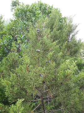 Juniperus phoenicea subsp. turbinata (Guss.) Nyman resmi