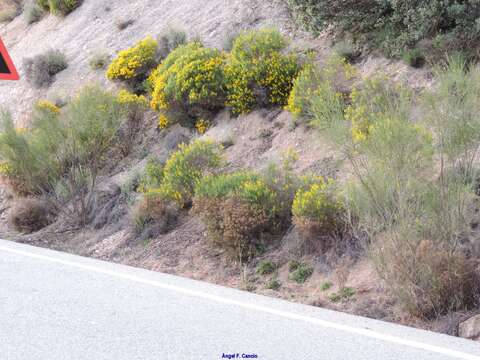 صورة Genista hirsuta subsp. hirsuta