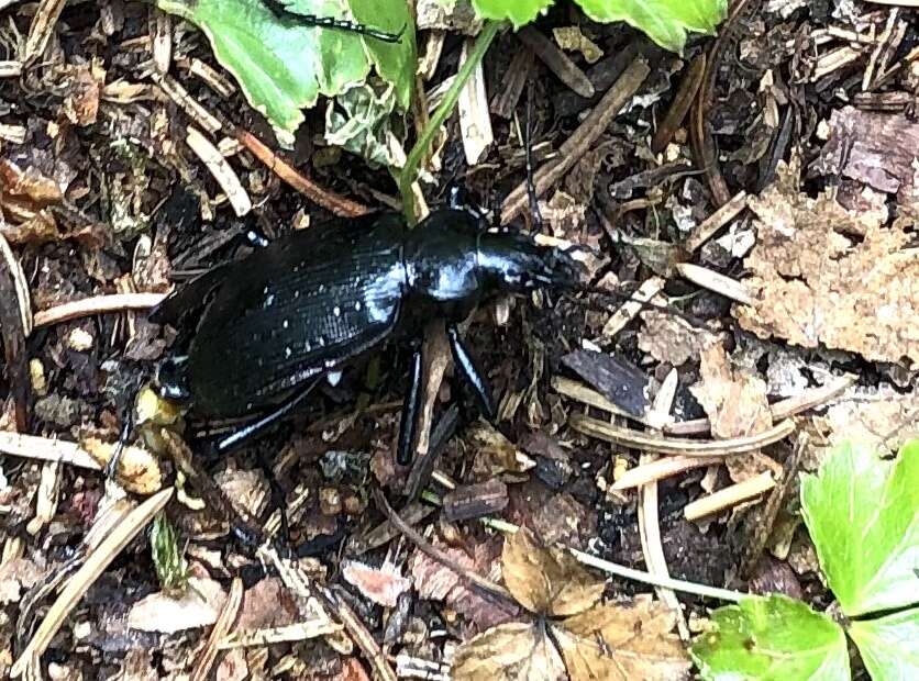 Imagem de Calosoma (Calosoma) frigidum Kirby 1837