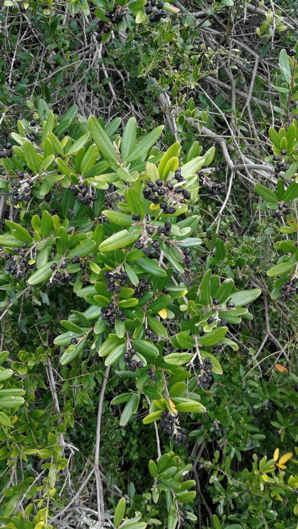 Plancia ëd Ozoroa mucronata (Bernh. ex Krauss) R. & A. Fernandes