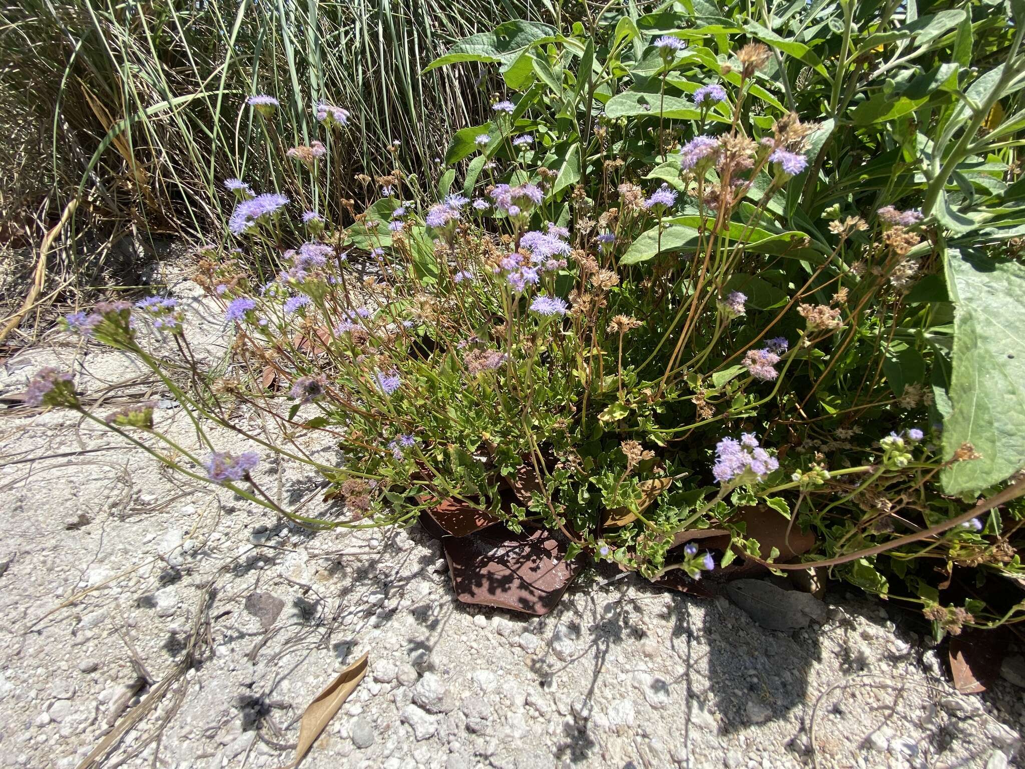 Imagem de Ageratum maritimum Kunth