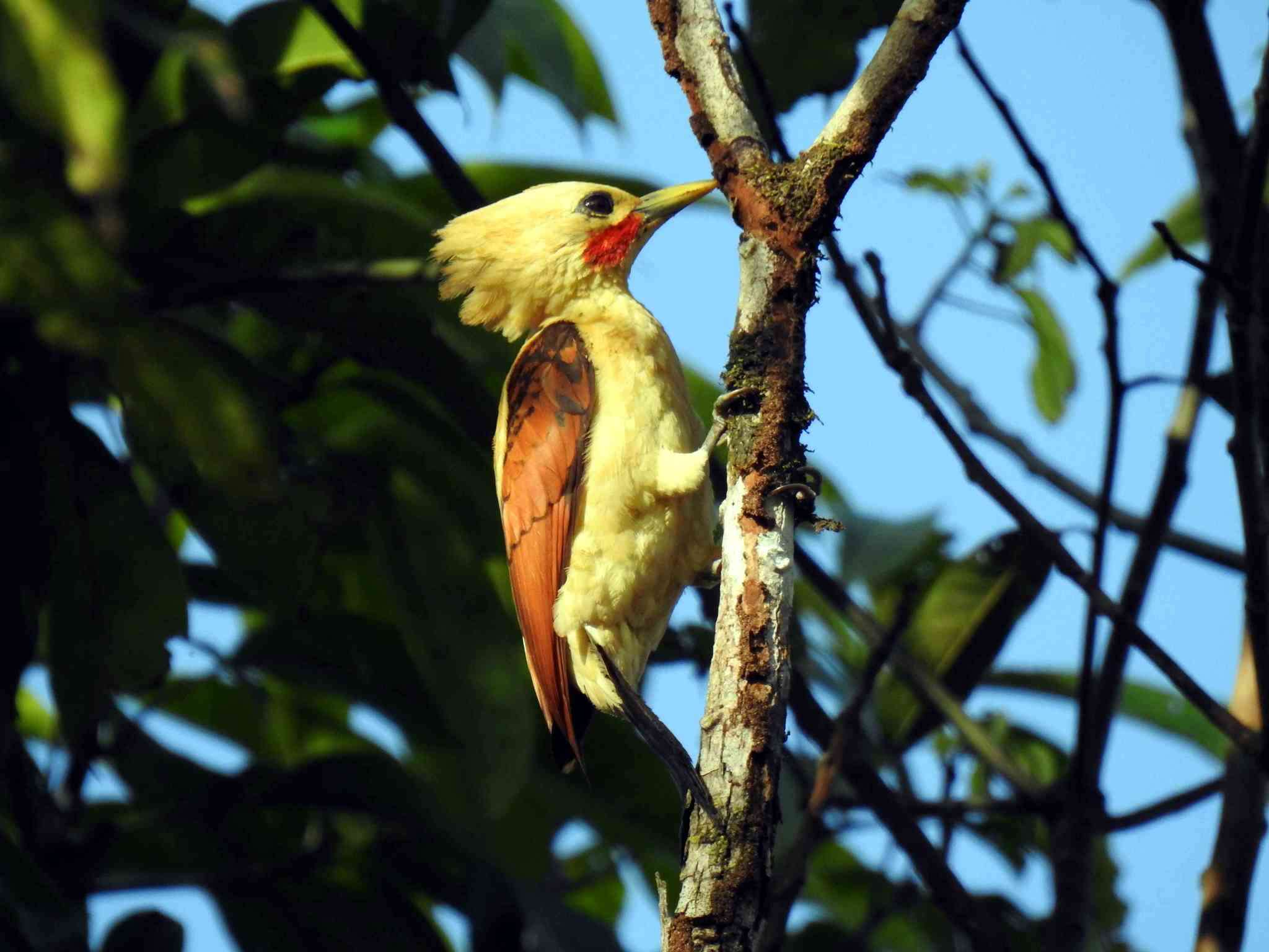 Image of Cream-colored Woodpecker