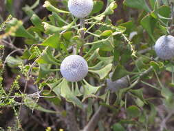 Image of Isopogon trilobus R. Br.