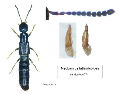 Image of Neobisnius lathrobioides (Baudi di Selve 1848)
