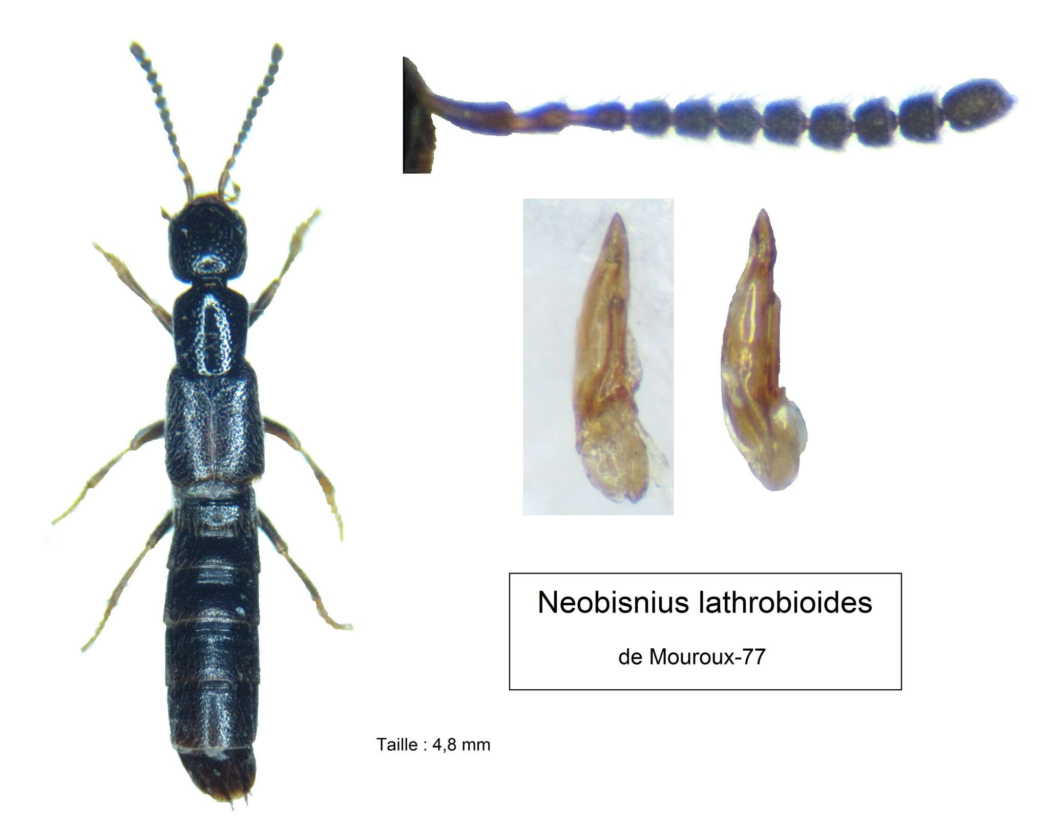 Image of Neobisnius lathrobioides (Baudi di Selve 1848)