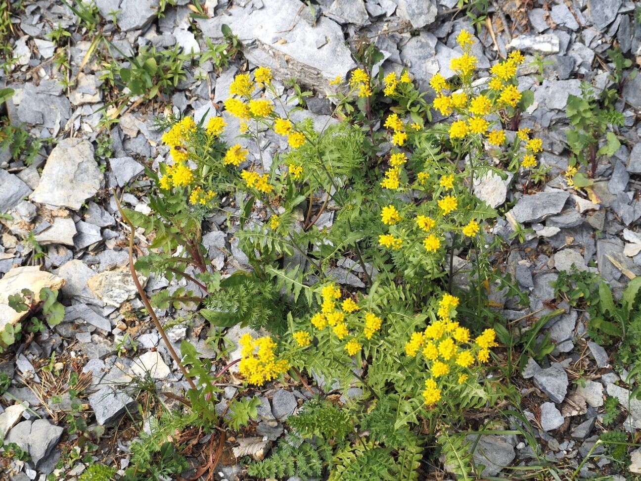 Слика од Sisymbrium austriacum Jacq.