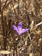 Слика од Brodiaea santarosae T. J. Chester, W. P. Armstr. & Madore