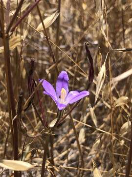 Слика од Brodiaea santarosae T. J. Chester, W. P. Armstr. & Madore