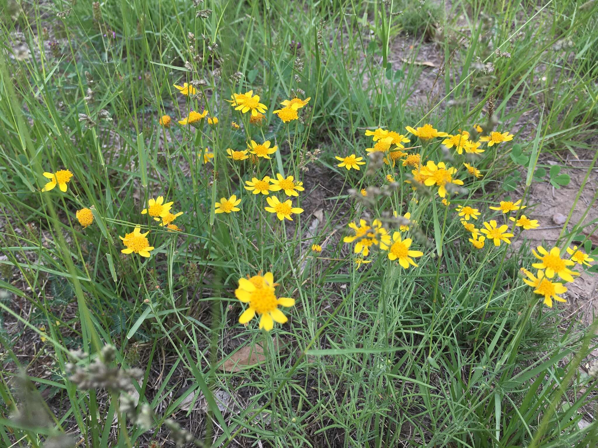 Plancia ëd Picradeniopsis schaffneri (S. Watson) B. G. Baldwin