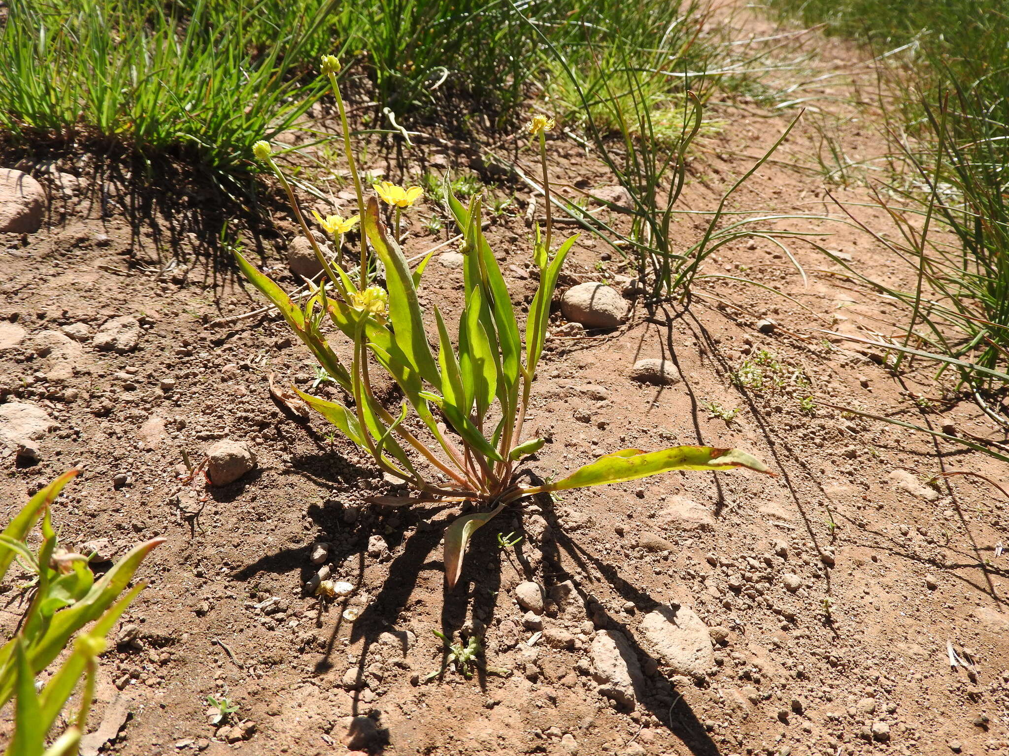 Image of plantainleaf buttercup