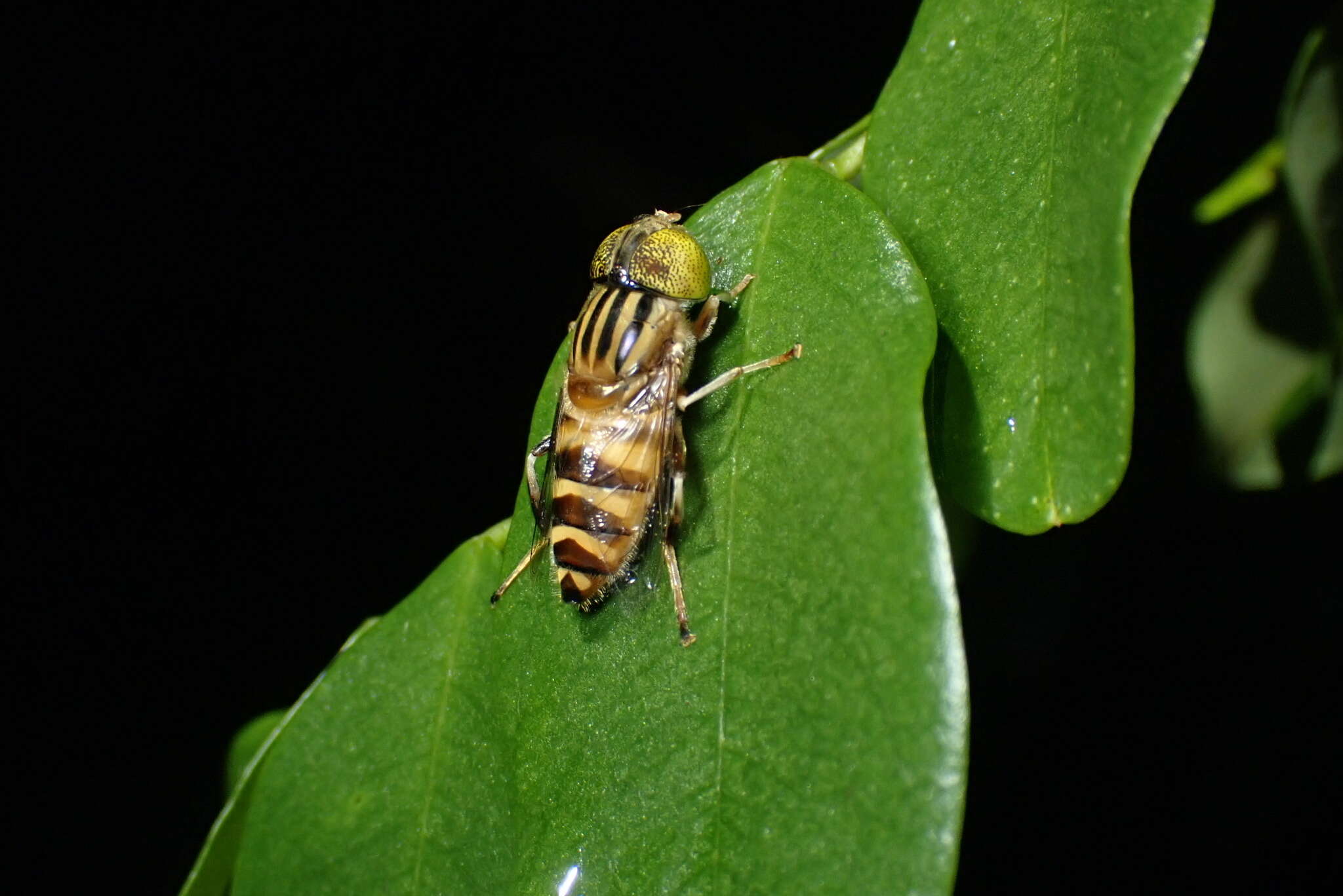 Image of Syrphid fly