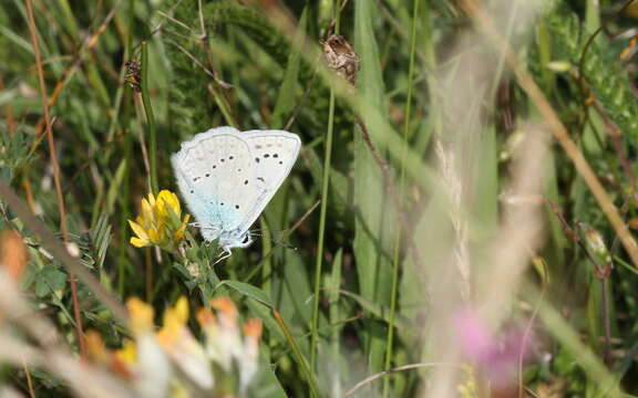 Image of Polyommatus daphnis