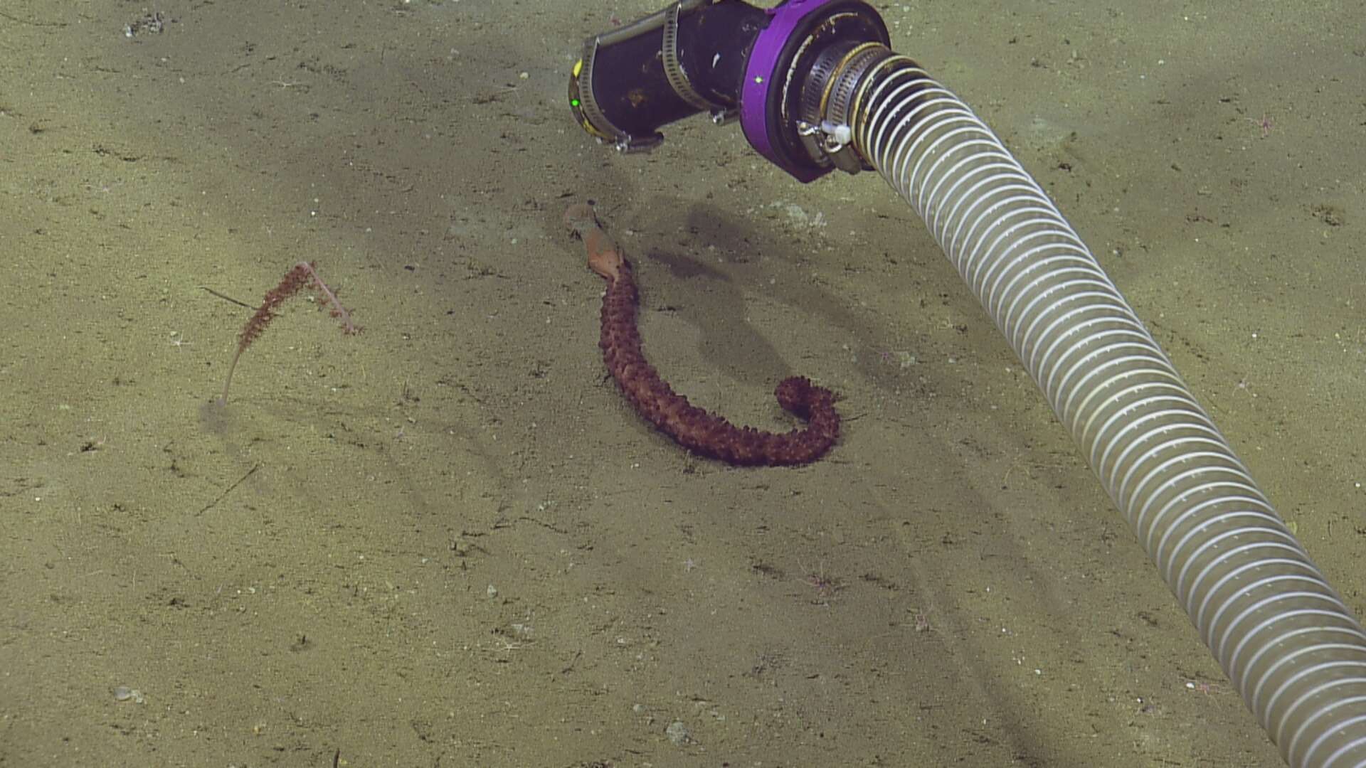 Image of full-flowered sea pen