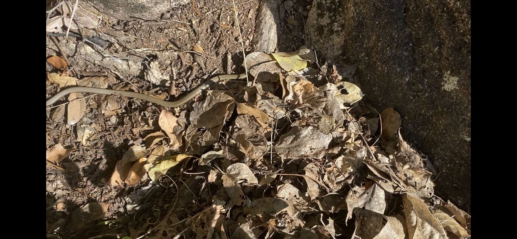 Image of Collared Whip Snake