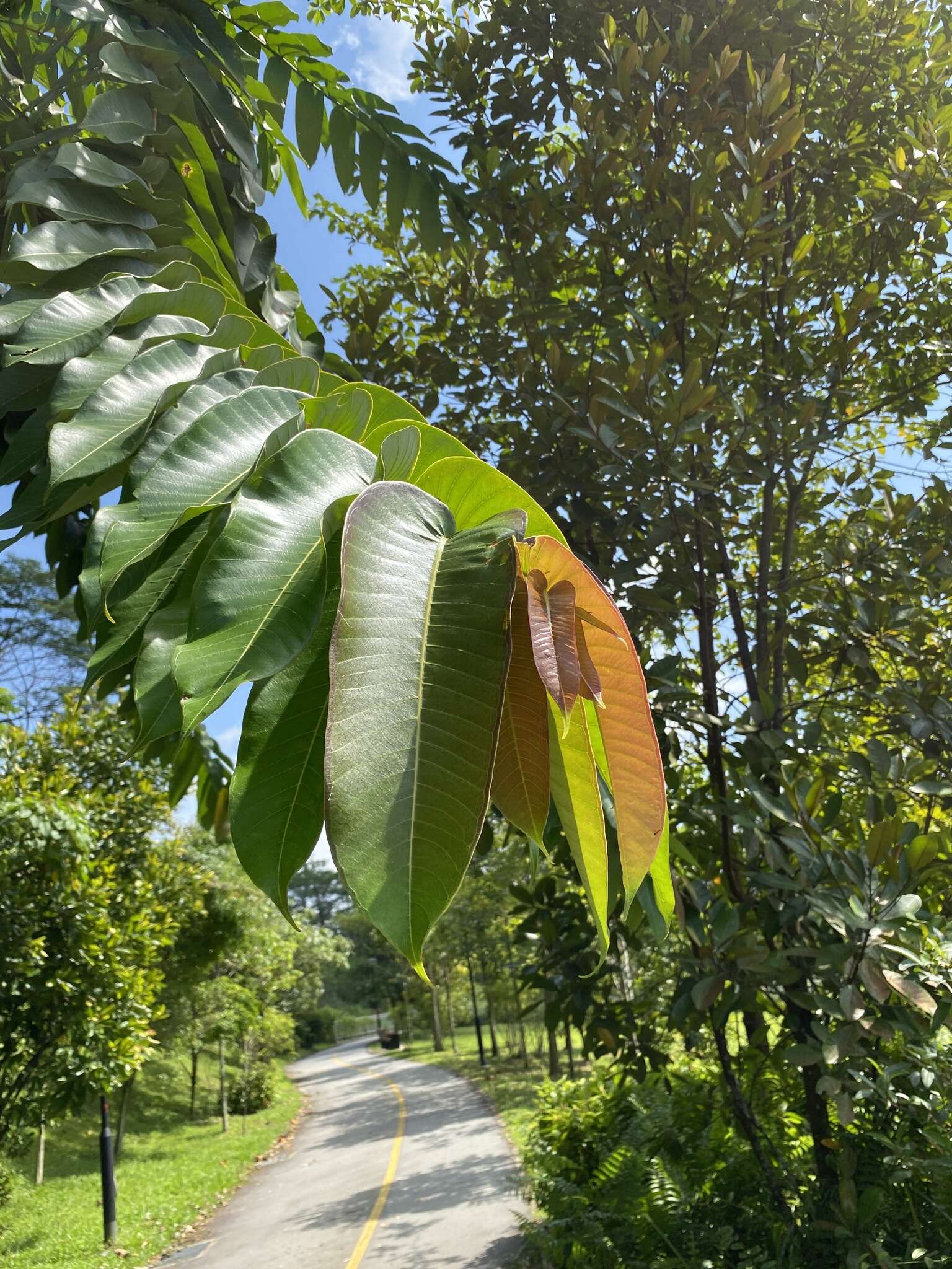 Duabanga grandiflora (Roxb. ex DC.) Walp. resmi