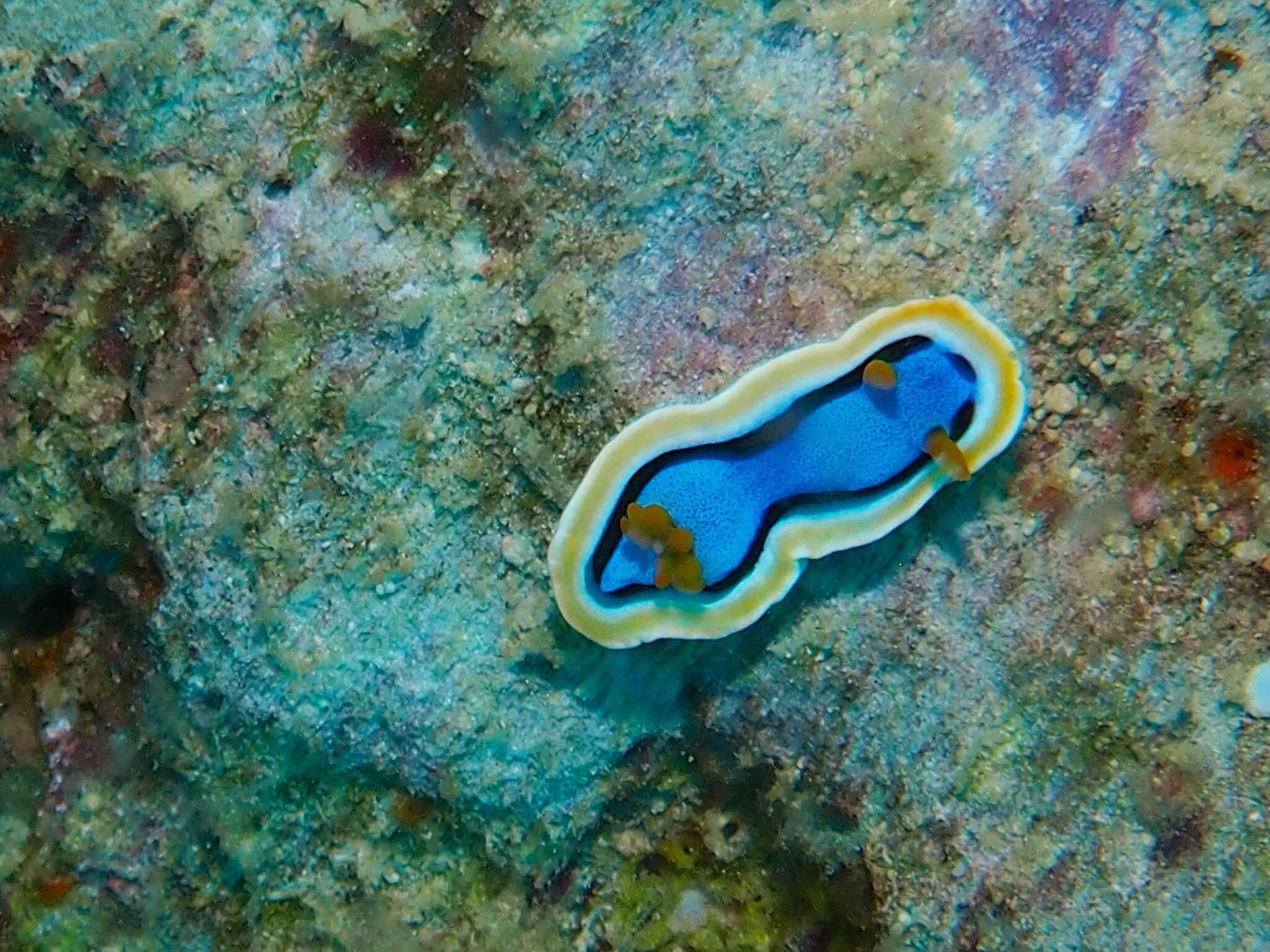 Image of Chromodoris annae Bergh 1877