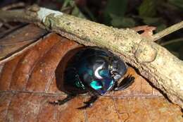 Image of Green Devil Beetle