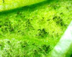 Image of Basil downy mildew