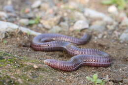 Image of Anatolian Worm Lizard