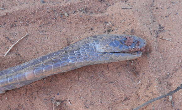 Image of Senegalese cobra