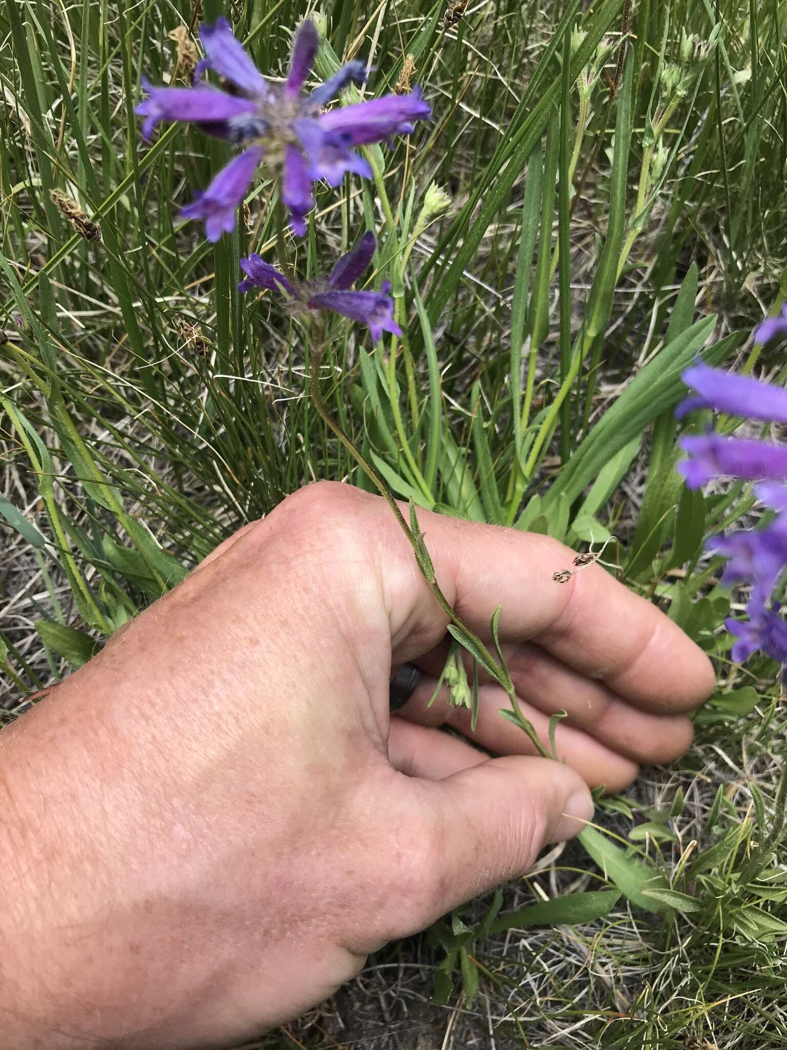 Image of Sierra beardtongue