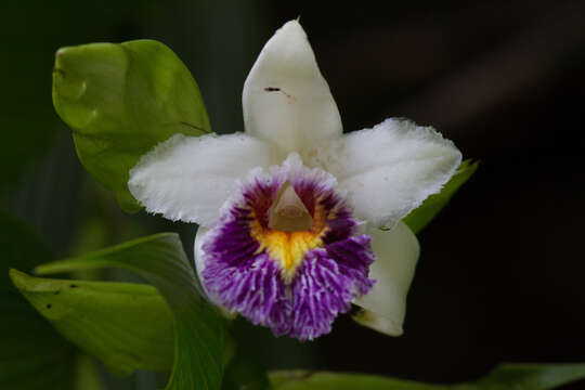 Sobralia luerorum Dodson的圖片