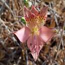 Alstroemeria marticorenae Negritto & C. M. Baeza resmi