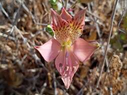 Alstroemeria marticorenae Negritto & C. M. Baeza resmi