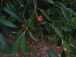 Image of Citharexylum solanaceum Cham.