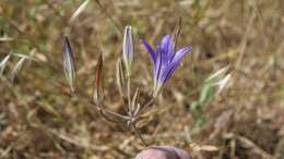 Image of harvest brodiaea