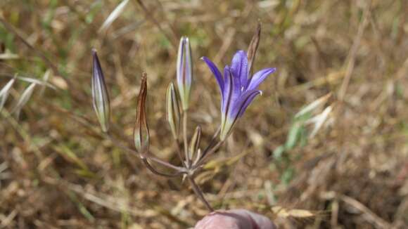 Image of harvest brodiaea